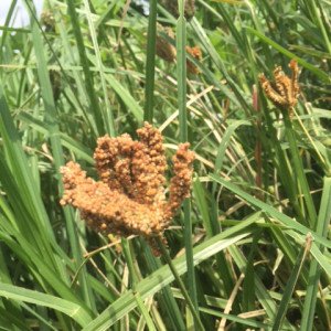Finger millet