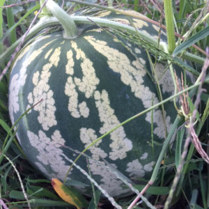 Jam mellon