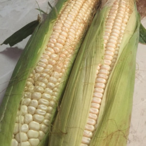 fresh maize corn
