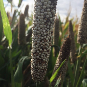 Pearl millet