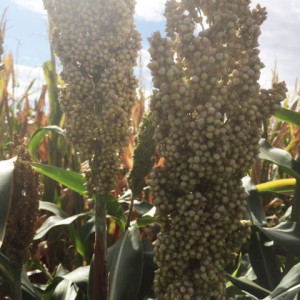 White sorghum
