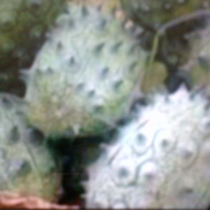 african horned melon, boer cucumber