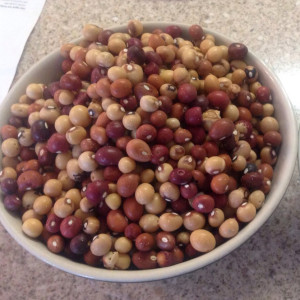 bambara nuts