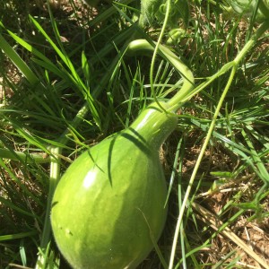 edible gourds