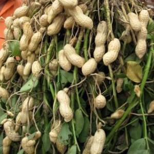 fresh peanuts