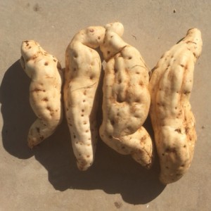 sweet potato