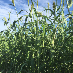 sweet sorghum