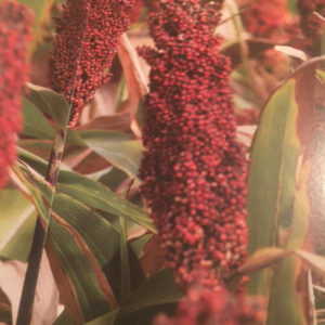 red sorghum